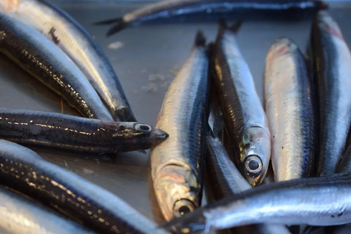 Mercurio negli alimenti: ecco quali pesci limitare per una dieta sicura SC - Pesce con simbolo mercurio