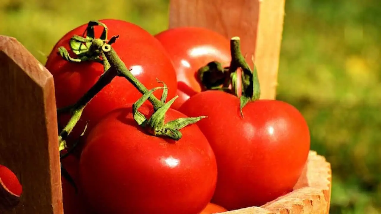 Pomodori più nutrienti: cosa aggiungere al terreno per risultati migliori Pomodori più nutrienti: cosa aggiungere al terreno per risultati migliori