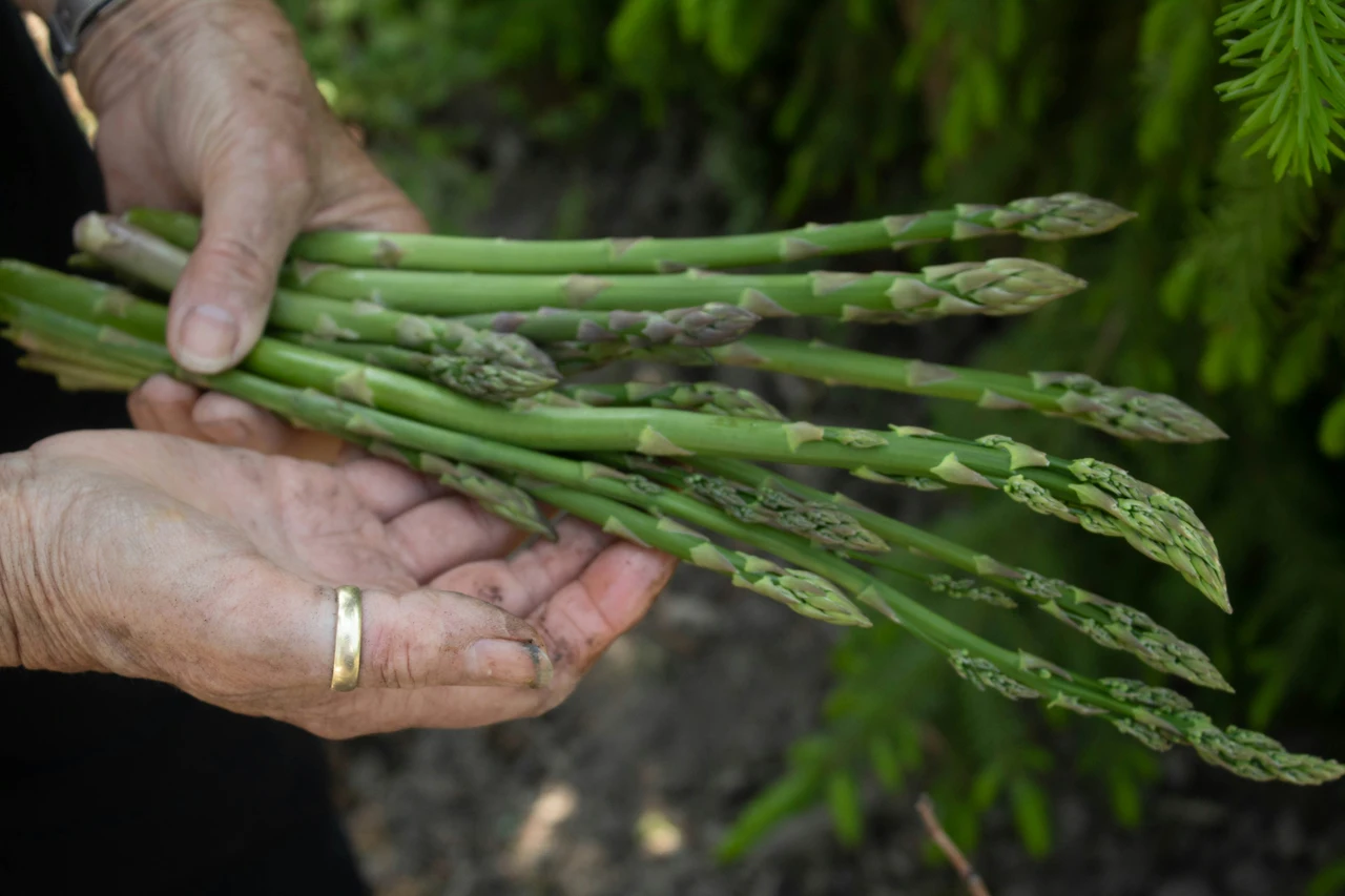 Come scegliere gli asparagi più freschi al mercato secondo uno chef Come scegliere gli asparagi più freschi al mercato secondo uno chef
