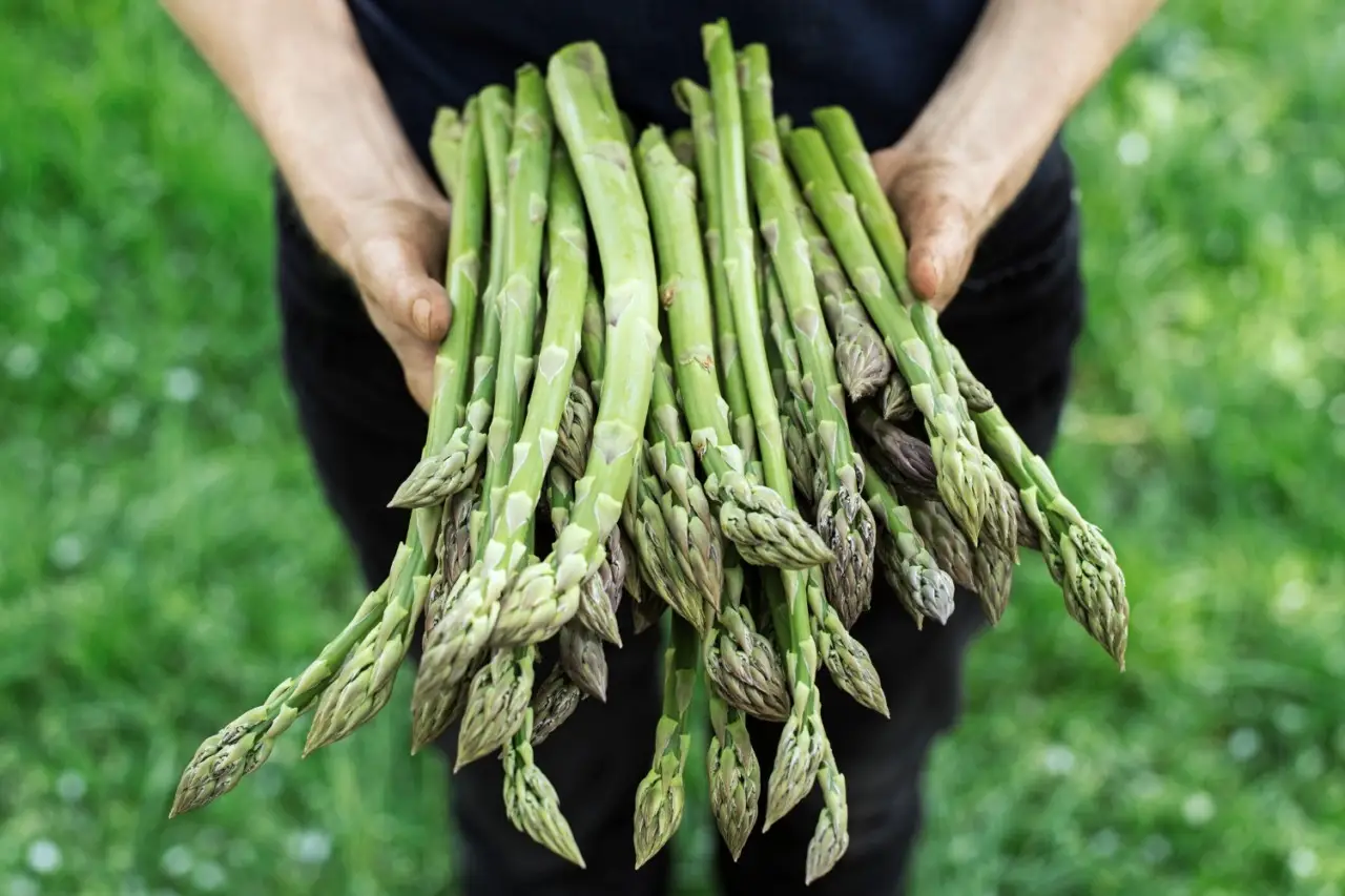 Scopri come abbinare gli asparagi a piatti di pesce per un menu leggero Scopri come abbinare gli asparagi a piatti di pesce per un menu leggero