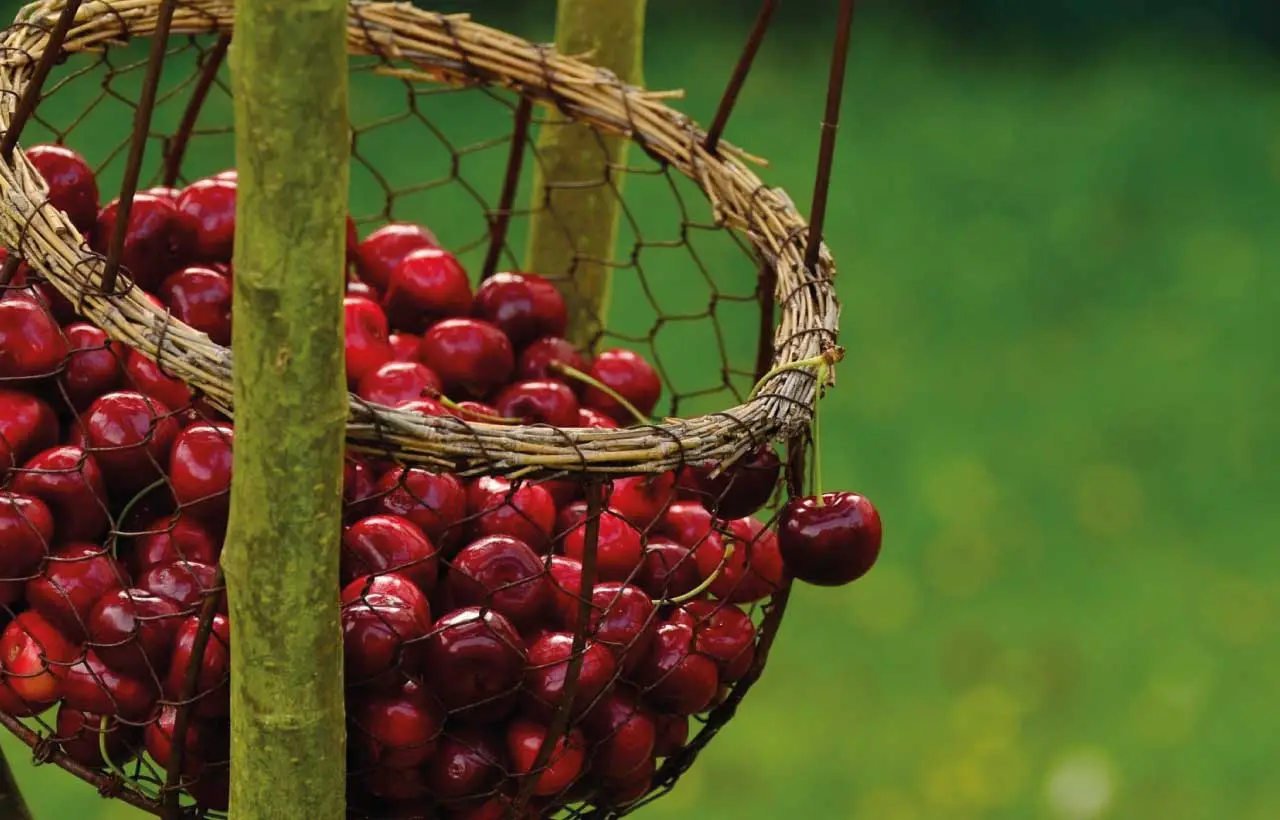 Frutta di stagione a giugno: quali scegliere per sostenere il sistema immunitario Frutta di stagione a giugno: quali scegliere per sostenere il sistema immunitario