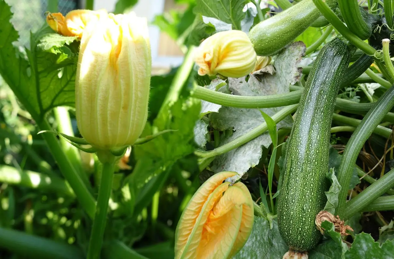 Come ottenere croccantezza perfetta nelle chips di zucchine: il metodo provato dai nutrizionisti Come ottenere croccantezza perfetta nelle chips di zucchine: il metodo provato dai nutrizionisti
