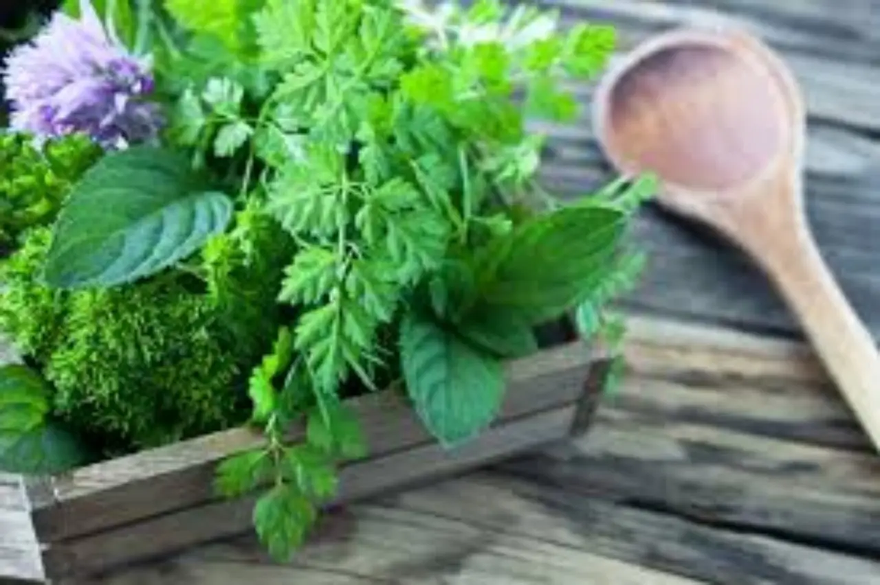 Prova queste erbe aromatiche per insalate più digeribili: i consigli della ricerca 2025 Prova queste erbe aromatiche per insalate più digeribili: i consigli della ricerca 2025